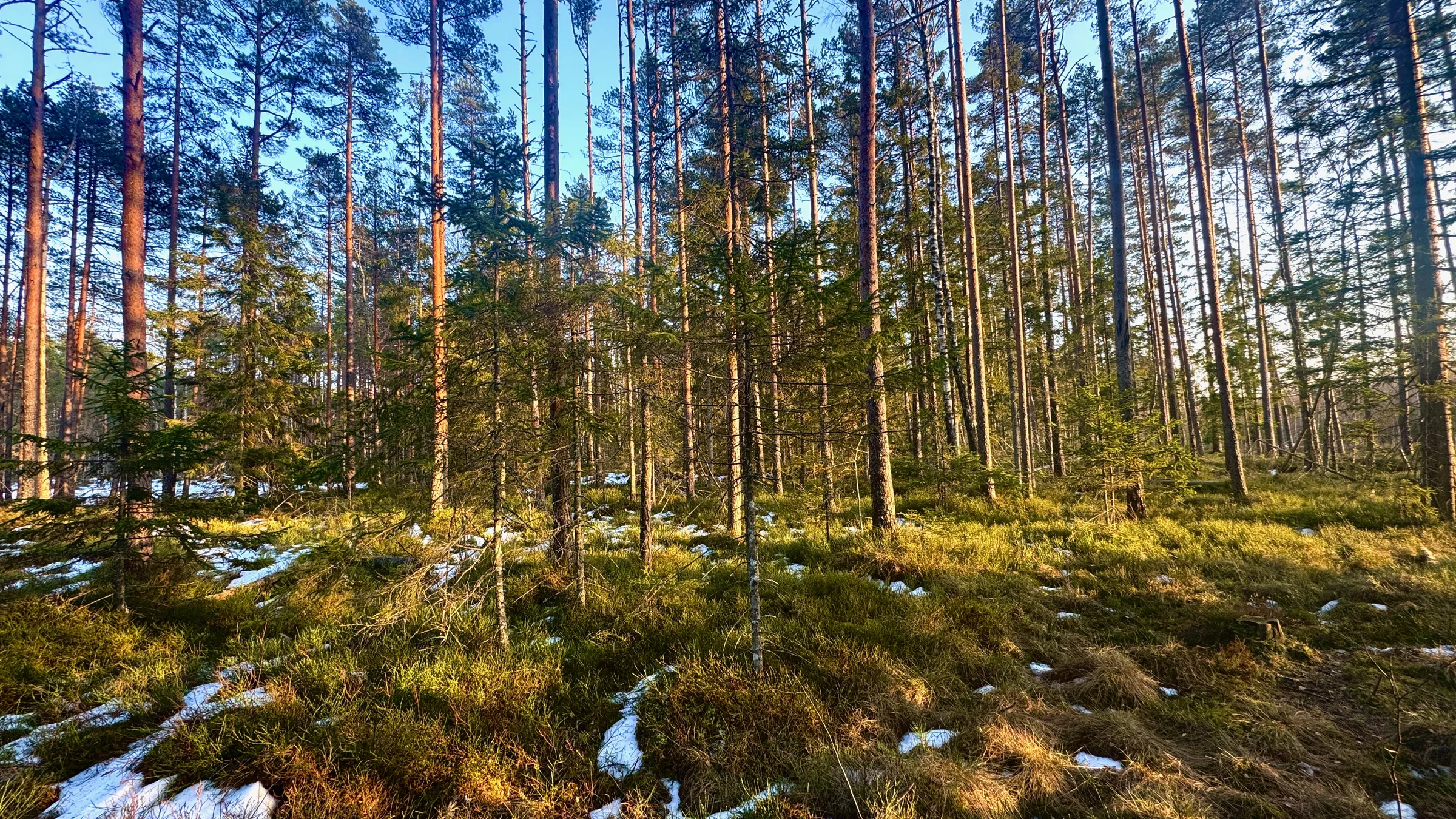 Eesti mets