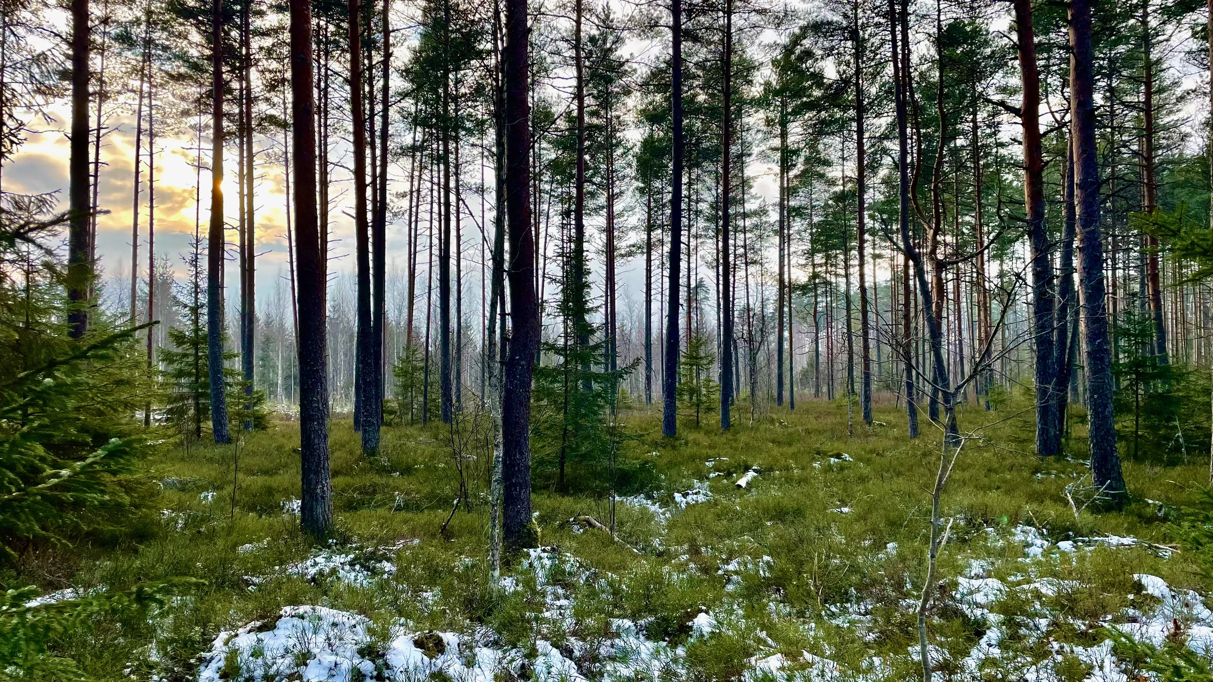 Eesti mets